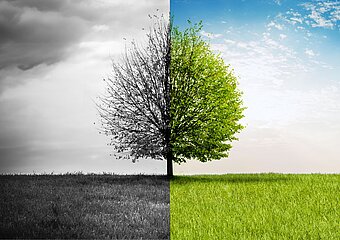 test baum auf wiese
